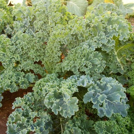Kale Seeds 1g Dwarf Siberian Improved Heirloom Brassica napus Cold Hardy High Yield Nutrient-Rich for Garden & Container