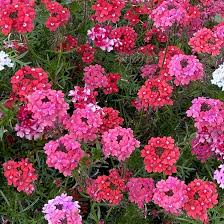 100 Seeds Verbena Moss Sweetheart Kisses Perennial Flowers (Verbena hybrida) - Vibrant Blooms for Butterflies & Bees