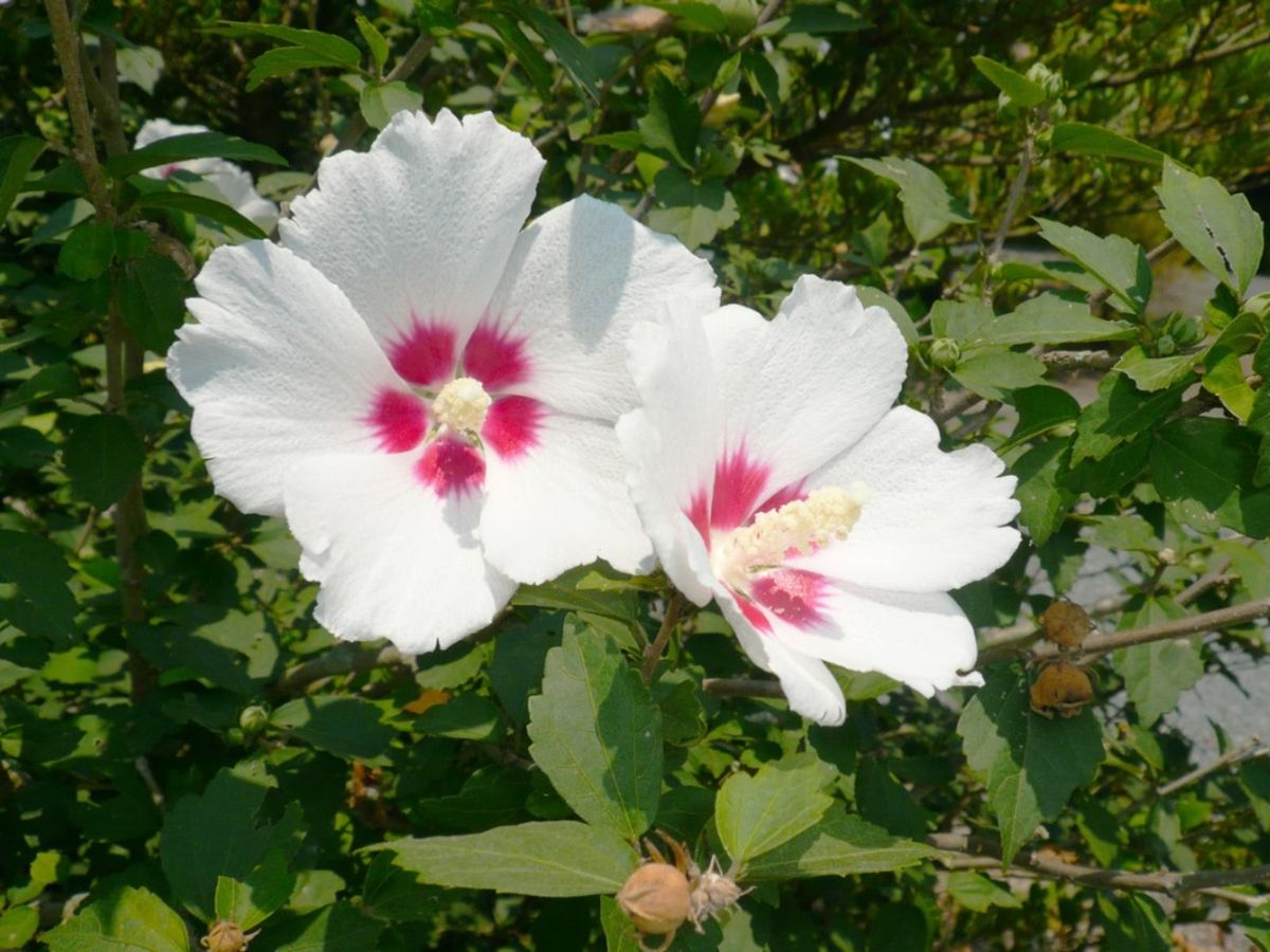 Set of 10 Unrooted Rose of Sharon Cuttings - White & Purple Mix - Hibiscus syriacus for Planting, Grafting, Propagation
