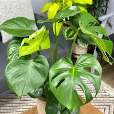 Monstera Friedrichsthalii Starter Plant, 2-Leaf Rare Swiss Cheese Plant, Tropical Indoor Vine, Monstera friedrichsthalii