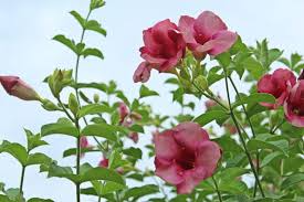 Allamanda blanchetii Starter Plant - Purple Allamanda - Fast-Growing Tropical Shrub with Vibrant Trumpet Flowers
