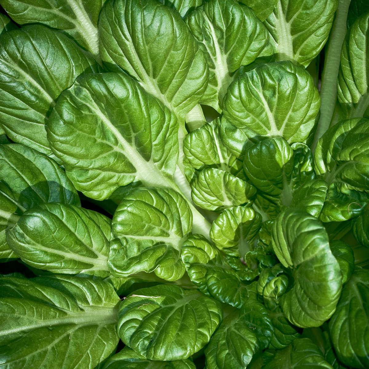500mg Pak Choi Tatsoi Seeds - Heirloom Non-GMO Asian Greens for Stir-Fries & Salads - Brassica rapa var. narinosa