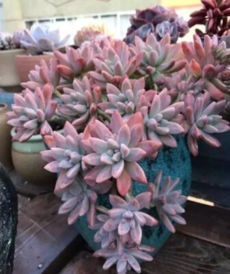 Live Succulent Graptosedum 'Francesco Baldi' 2" Pot | Easy to Grow Drought Tolerant Plant | Graptosedum francesco baldi