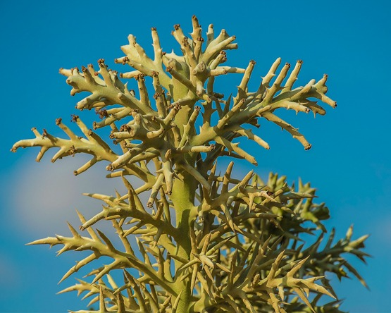 Rooted Cutting Alluaudia dumosa | Rare Madagascar Succulent | Unique Spiny Stem Plant | Perfect for Collectors