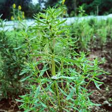 Summer Savory Seeds 1g Heirloom Culinary Herb Satureja hortensis Fast Growing High Yield for Garden & Container