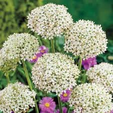 Allium Nigrum Bulbs - 5 Count Fragrant White & Green Flower Bulbs, Deer-Resistant, Perfect for Cut Flowers, Allium nigrum