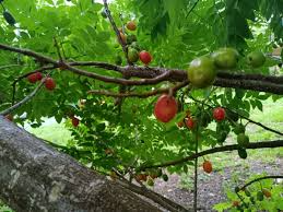 Hog Plum Cuttings - 5 Unrooted Spanish Plum Cuttings 8-10" Long - Spondias purpurea - Fast-Growing Tropical Fruit Tree