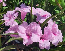 5 Small Starter Plants Pink Mexican Petunia Ruellia brittoniana Bare Root Tropical Perennials for Garden Borders and Ground Cover