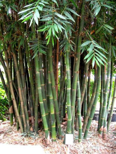 2 Unrooted Cuttings Giant Timber Bamboo (Bambusa oldhamii) | Fast-Growing Privacy Screen, Non-Invasive Bamboo Plant