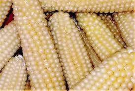 Popcorn Seeds 5g - Japanese Hulless White, Baby Corn, High Yield, Non-GMO, Zea mays, Perfect for Gardens & Fields