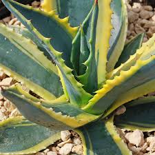 Variegated Agave Americana Succulent 6-12” Green & Yellow - Drought-Resistant Plant, Agave americana ‘Variegata’