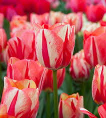 Tulip Bulbs - 5 Double Peony Cream & Red Tulips, Color-Changing Blooms, Tulipa 'Spryng Break', USDA Zones 3-8