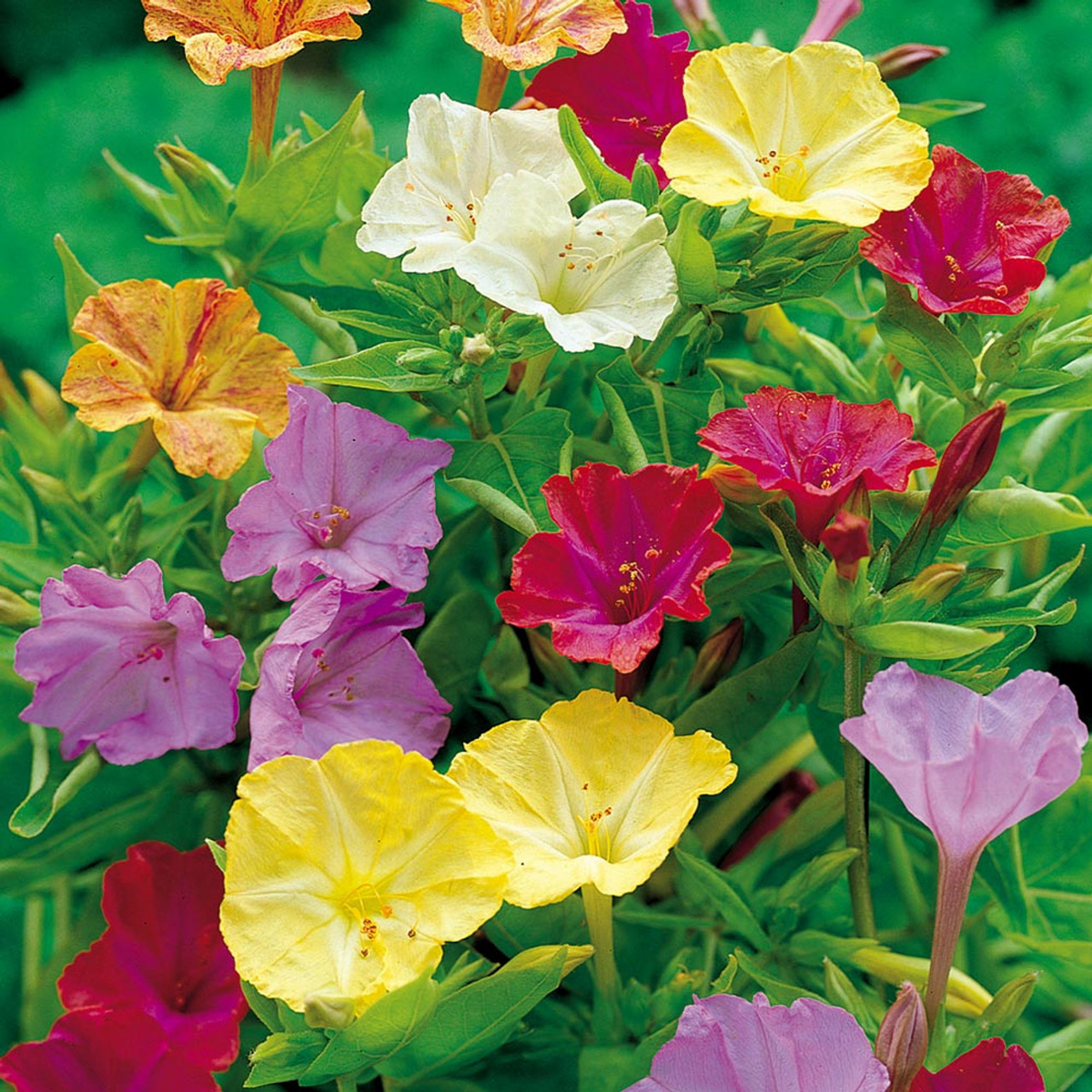 50 Four O'Clock Flower Seeds Mix | Colorful Perennial Mirabilis jalapa | Easy to Grow Garden Flowers