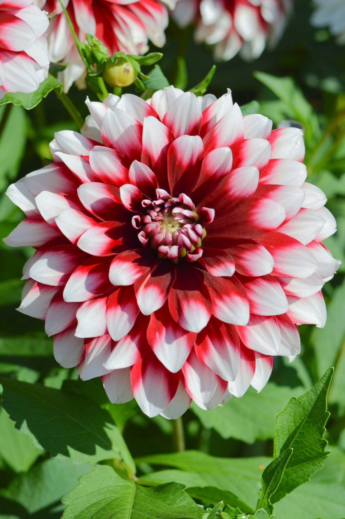 Dahlia Tuber - Red & White Large Blooms, Cut Flower Variety, Dahlia decorative 'Duet', USDA Zones 3-10
