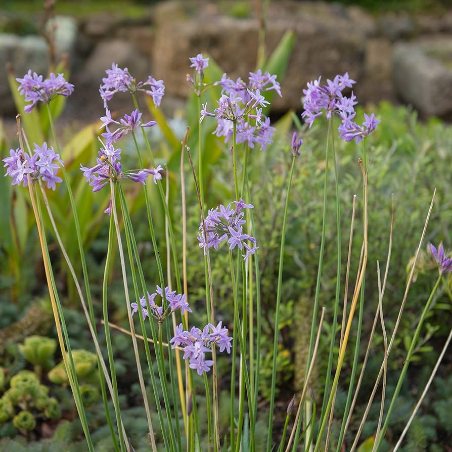 50 Society Garlic Seeds - T. violacea - Purple Blooms, Edible & Ornamental, Perennial for Garden & Culinary Use