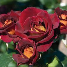 4 Dark Night Rose Cuttings, Red & Pink Blooming Perennial, Hybrid Rose, Fast-Growing, Deer-Resistant, Drought-Tolerant