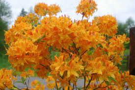 Golden Lights Deciduous Azalea Starter Plant | Hardy Yellow Rhododendron | Azalea Rhododendron 'Golden Lights'