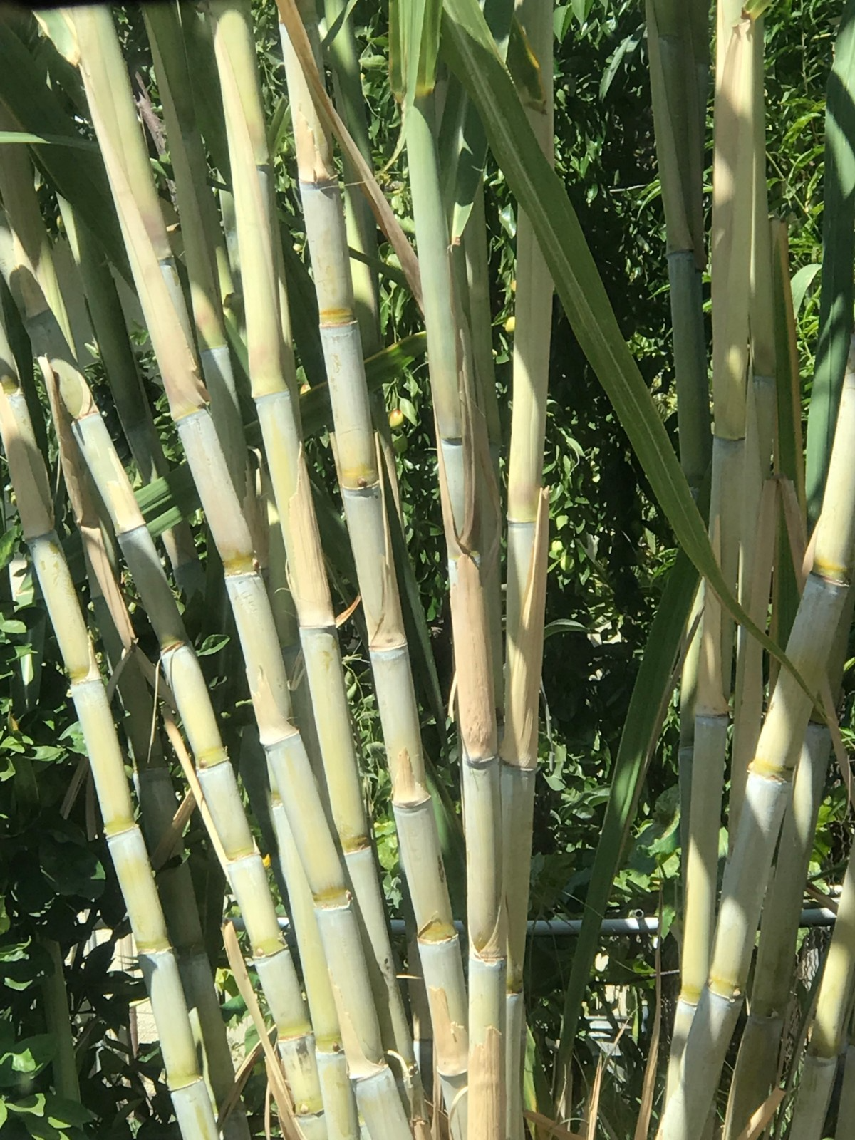 Rooted Sugarcane Cuttings - 5 Sweet & Juicy Tropical Plants - Saccharum officinarum - Fast Growing, Organic Starter Plant