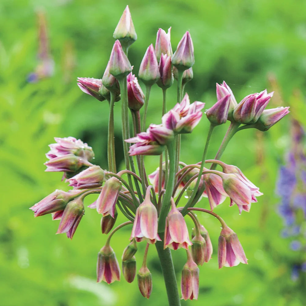 Allium Nectaroscordum Siculum Bulbs, Sicilian Honey Garlic, Bell-Shaped Flowers, Deer-Resistant, 3 Pack, USDA Zones 4-9