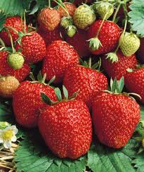 Seascape Ever Bearing Strawberry Plants Bare Root, High-Yield Sweet Berries, Fragaria × ananassa, Perfect for Containers & Gardens