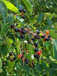 Rum Cherry Tree Live Bare Root Plant 18"-24" Wild Black Cherry Prunus serotina, Wildlife-Friendly, White Flowers, USDA Zones 3-9