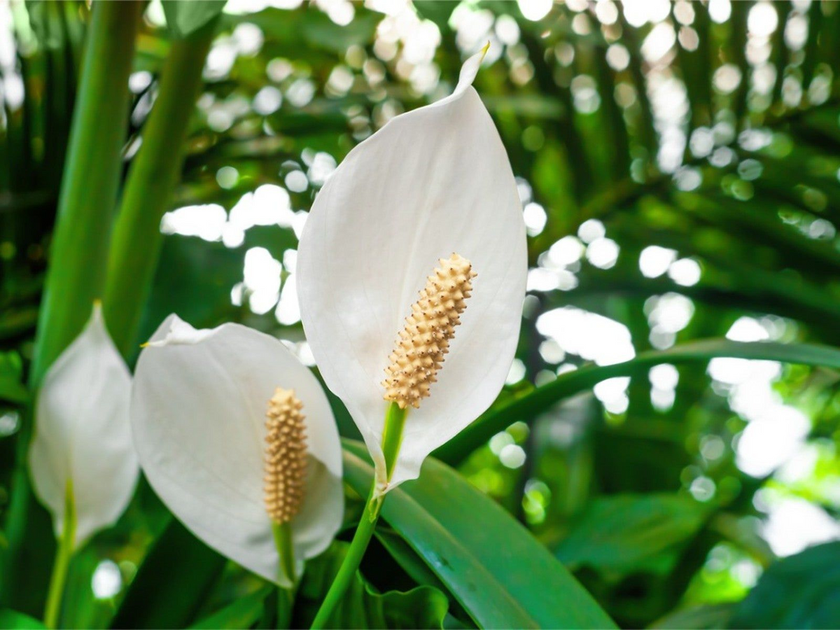Peace Lily Live Plant | 10-12 Inches | White Flowers | Air Purifying | Low Light Houseplant | Spathiphyllum