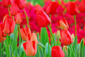 Red Tulip Bulbs 5-Pack | Darwin Hybrid 'World’s Fire' | Fiery Red Blooms | Tulipa Darwin Hybrid | Easy Grow Spring Flowers