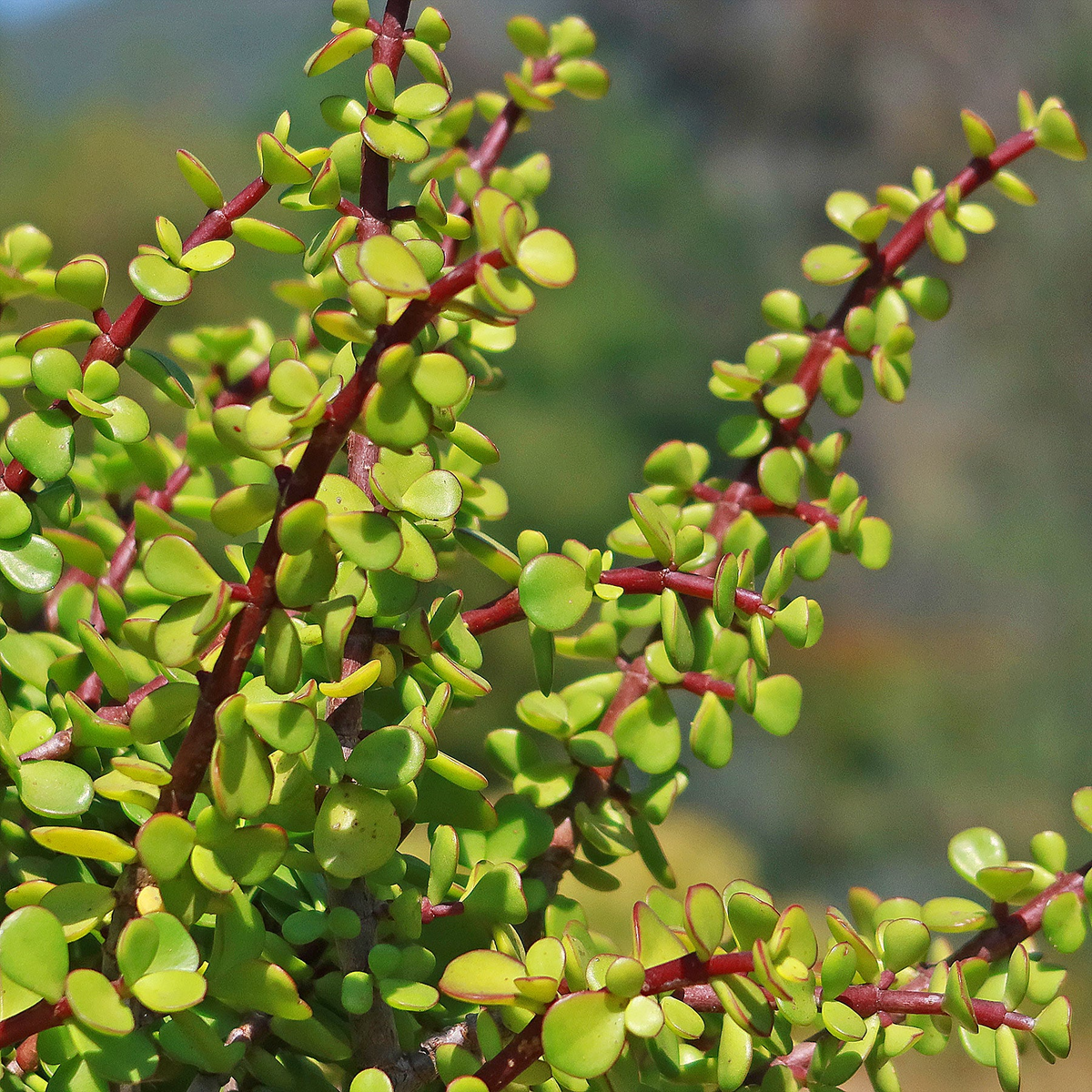 Rare Mini Jade Tree Bonsai - 4" Portulacaria afra Green Elephant Bush - Easy Care Bare Root Plant for Bonsai Enthusiasts
