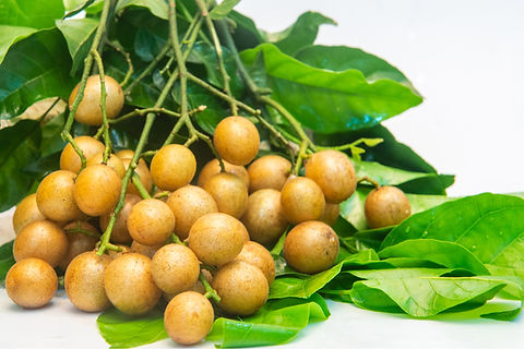Wampee Tree Seedling 10” in Pot - Clausena lansium Tropical Fruit Plant for Home Gardens & Orchards