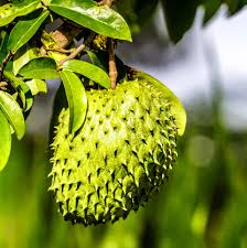 Soursop Tree 4" Guanábana Annona muricata Tropical Fruit in Pot - Easy to Grow Exotic Tree for Home Garden
