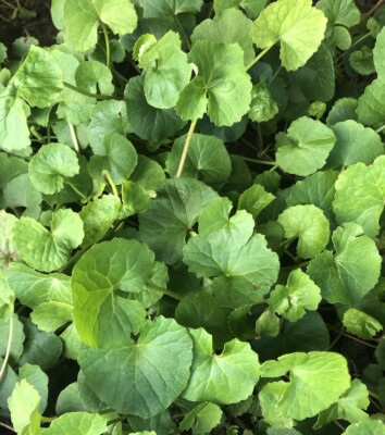 15pcs Bare Root Pennywort Gotu Kola Plants - Centella asiatica - Easy Ground Cover for Moist Soil & Shade
