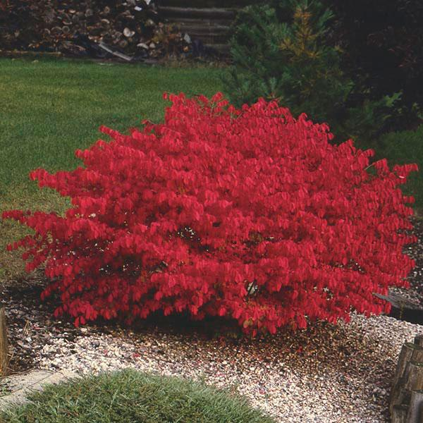 Dwarf Burning Bush Bare Root Shrub - Vibrant Red Foliage - Euonymus alatus - Low Maintenance Accent Plant for Zones 4-8