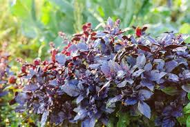 Dark Opal Basil Seeds 500 Count - Aromatic Purple Herb for Cooking & Gardens - Ocimum basilicum