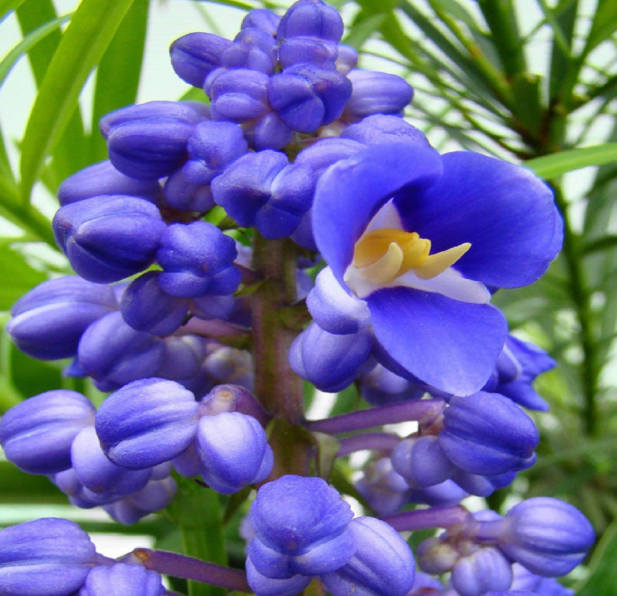 Sapphire Blue Ginger Starter Plant - Dichorisandra thyrsiflora - Air Purifying, Cold Resistant, Deer & Drought Tolerant