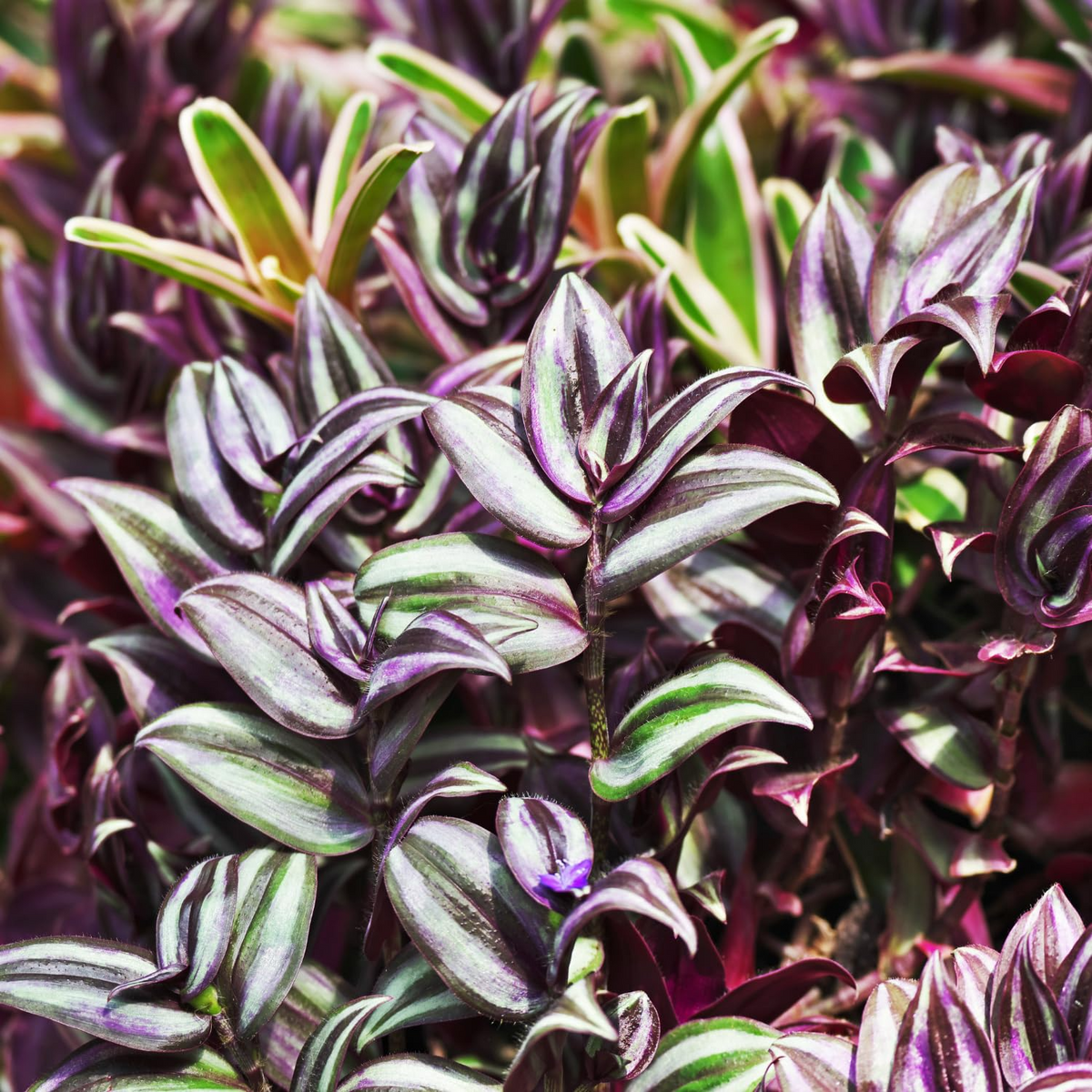 Wandering Jew Cuttings – 5 Unrooted Live Cuttings – Purple Green Silver Foliage – Tradescantia zebrina Houseplant