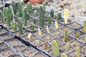 1 Foot Cactus Unrooted Cuttings for Propagation, Easy-to-Grow Garden Cactus, Ideal for DIY Projects, Drought-Tolerant.