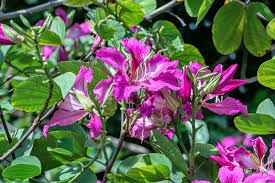 10 Seeds Bauhinia Purpurea, Purple Orchid Tree, Fast Growing Camel's Foot Flower, Ornamental Flowering Plant Seeds