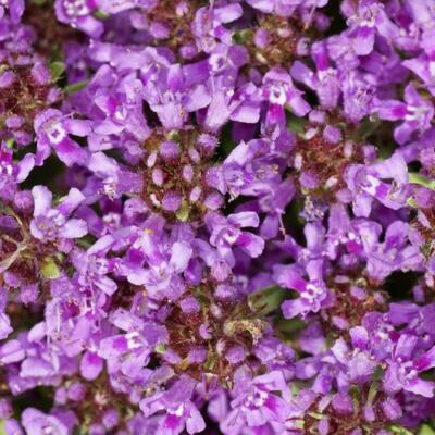1,000 Creeping Thyme Seeds | Dwarf Purple Groundcover | Non-GMO Thymus serpyllum | Fragrant, Deer-Resistant, USA-Grown