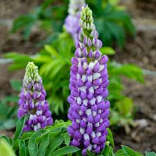 500mg Perennial Blue Lupine Seeds - Hardy Pollinator-Friendly Wildflower - Lupinus polyphyllus - Vibrant Blue Blooms