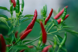 20 Bird’s Eye Pepper Seeds – Heirloom, Extra Spicy, Non-GMO, High Yield, Capsicum annuum/Capsicum frutescens