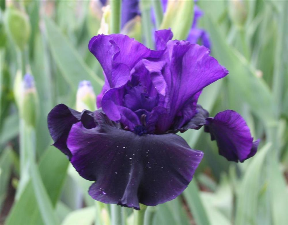 Bearded Iris Starter Plant - Purple & Black Ruffled Blooms, Iris germanica 'Midnight Treat', Deer-Resistant, USDA Zones 4-9
