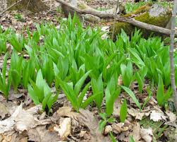 Wild Leek Ramp Seeds - 10 Heirloom Seeds, Savory Garlic-Onion Flavor, Perennial Shade-Loving (Allium tricoccum)