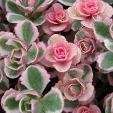 Tricolor Sedum Cuttings | 4 Live Variegated Stonecrop Succulents | Sedum Spurium 'Tricolor' | Hardy Ground Cover