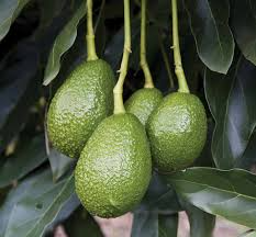3 Unrooted Avocado Tree Cuttings "Zutano" - Fast-Growing, Healthy Fruit, Easy to Grow, Persea americana for Home Garden