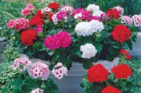 Organic Geranium Cuttings - 3 Fresh Cuttings (5-8") - Regal Pelargonium - Easy to Grow, Sun-Loving Outdoor Plant - Pelargonium × domesticum