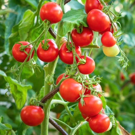 Tiny Tim Tomato Seeds | Heirloom Non-GMO | Compact Cherry Tomato | Solanum Lycopersicum | Fast Growing, Sweet Red Fruit