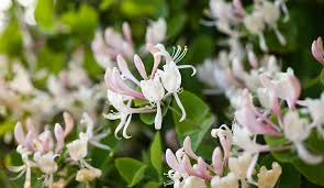 Honeysuckle Cuttings - 6 Unrooted 6-8" Long Lonicera spp. Sweet-Scented Flowering Vine, Easy to Grow, Fast-Growing Shrub