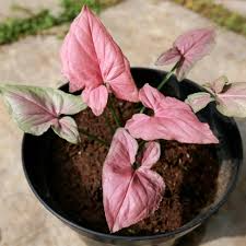 Live Plant 4" Syngonium podophyllum 'Pink Perfection' - Rare Pink Arrowhead Plant - Low Maintenance, Air-Purifying Houseplant