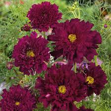 Double Click Cranberries Cosmos Seeds - 200+ Seeds - Double Red Blooms - Cosmos bipinnatus - Pollinator Friendly