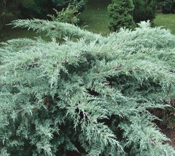 4 Grey Owl Juniper Cuttings 5-7" Silvery Grey Evergreen Shrub Juniperus virginiana 'Grey Owl' Drought Tolerant Plant